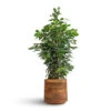 Ficus Benjamina Danielle - Weeping Fig - Branched 2 Ficus Benjamina Danielle - Weeping Fig - Branched -Hortology Plants Shop Ficus benjamina Danielle Weeping Fig Branched 21x90cm Helle Plant Pot Natural 26x25cm 0fa83db4 e0e2 4db2 8940 41534c7ea667