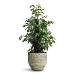 Rinca Plant Pot - Shiny Green 40 Rinca Plant Pot - Shiny Green -Hortology Plants Shop Ficus benjamina Danielle Weeping Fig Branched 21x90cm Rinca Plant Pot Shiny Green 29x26cm 43b6789f b1b3 4609 8d99 eb2c5550f15a
