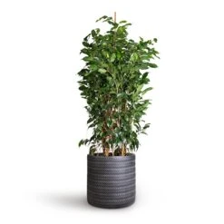 Ficus Benjamina Danielle - Weeping Fig - Branched -Hortology Plants Shop Ficus benjamina Danielle Weeping Fig Branched 27x120cm Angle Cylinder Plant Pot Anthracite 30x30cm