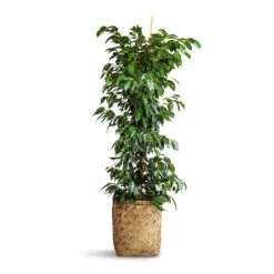 Ficus Benjamina Danielle - Weeping Fig - Branched -Hortology Plants Shop Ficus benjamina Danielle Weeping Fig Branched 27x130cm Zayn Bamboo Planter 31.5x33cm