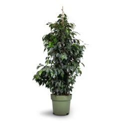 Ficus Benjamina Danielle - Weeping Fig - Branched -Hortology Plants Shop Ficus benjamina Danielle Weeping Fig Branched 27x130cm healed