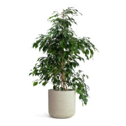 Charlie Plant Pot - Grey Washed -Hortology Plants Shop Ficus benjamina Danielle Weeping Fig Branched Charlie Plant Pot Grey Washed e23e8ca2 198e 41f2 b208 3a2dceab14f6