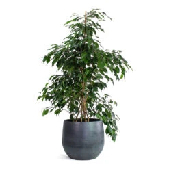 Esra Plant Pot - Graphite 31 Esra Plant Pot - Graphite -Hortology Plants Shop Ficus benjamina Danielle Weeping Fig Branched Esra Plant Pot Graphite 09e18b98 73c6 467d 8f39 e9370f734219