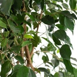 Ficus Benjamina Danielle - Weeping Fig - Branched -Hortology Plants Shop Ficus benjamina Danielle Weeping Fig Branched New Close Up