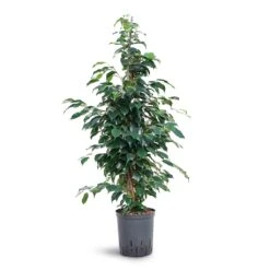 Ficus Benjamina Danielle - Weeping Fig - HydroCare -Hortology Plants Shop Ficus benjamina Danielle Weeping Fig Hydroculture 18 19x100cm
