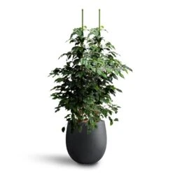 Grigio Balloon Plant Pot - Anthracite Concrete 19 Grigio Balloon Plant Pot - Anthracite Concrete -Hortology Plants Shop Ficus benjamina Danielle Weeping Fig Hydroculture Grigio Balloon Plant Pot Anthracite Concrete d322f56d a0fc 4254 be65 45be23cf3f0a