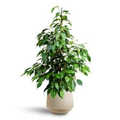 Ficus Benjamina Danielle - Weeping Fig - HydroCare -Hortology Plants Shop Ficus benjamina Danielle Weeping Fig Hydroculture Raindrop Tube Round Planter Stone