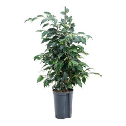 Ficus Benjamina Danielle - Weeping Fig - HydroCare