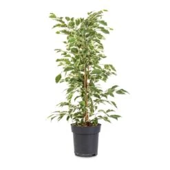 Ficus Benjamina Twilight - Weeping Fig - Branched 11 Ficus Benjamina Twilight - Weeping Fig - Branched -Hortology Plants Shop Ficus benjamina Twilight Weeping Fig Branched 14x55cm