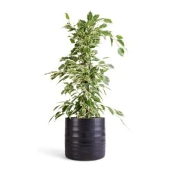 Ficus Benjamina Twilight - Weeping Fig - Branched 12 Ficus Benjamina Twilight - Weeping Fig - Branched -Hortology Plants Shop Ficus benjamina Twilight Weeping Fig Branched 14x55cm Hadleigh Plant Pot Charcoal 17x15cm