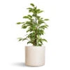 Ficus Benjamina Twilight - Weeping Fig - Branched 2 Ficus Benjamina Twilight - Weeping Fig - Branched -Hortology Plants Shop Ficus benjamina Twilight Weeping Fig Branched 14x55cm Lazzaro Plant Pot Linen Effect 18x16cm 62b2e2c2 b6ec 4cde b7cb abd4a7bb6736