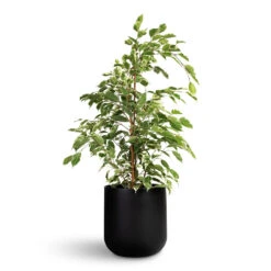 Ficus Benjamina Twilight - Weeping Fig - Branched 15 Ficus Benjamina Twilight - Weeping Fig - Branched -Hortology Plants Shop Ficus benjamina Twilight Weeping Fig Branched 17x70cm Lisbon Plant Pot Anthracite 21x21cm