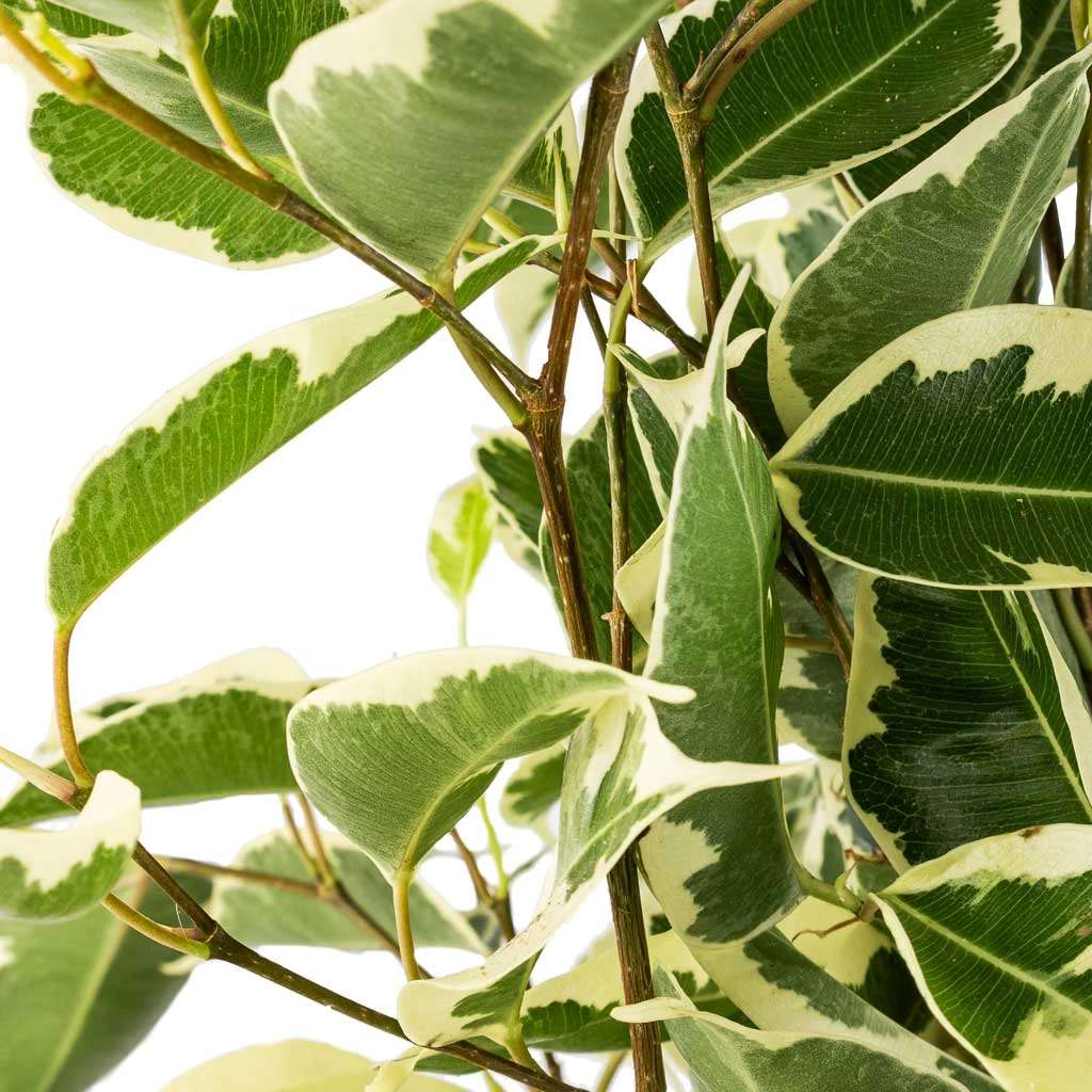 Ficus Benjamina Twilight - Weeping Fig - Branched 4 Ficus Benjamina Twilight - Weeping Fig - Branched - Image 2