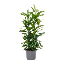 Ficus Cyathistipula - African Fig -Hortology Plants Shop Ficus cyathistipula African Fig Large