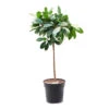 Ficus Cyathistipula - African Fig - Straight Stem -Hortology Plants Shop Ficus cyathistipula African Fig Straight Stem 30x150cm