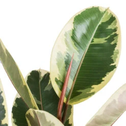 Ficus Elastica Tineke - Variegated Rubber Plant -Hortology Plants Shop Ficus elastic Tineke Variegated Rubber Plant 24x90cm 2