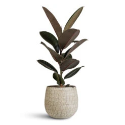 Renzo Plant Pot - Sand -Hortology Plants Shop Ficus elastica Abidjan 17x50cm Renzo Pot Sand 22x20cm