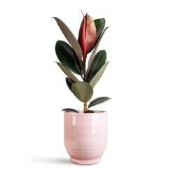 Ficus Elastica Abidjan - Burgundy Rubber Plant -Hortology Plants Shop Ficus elastica Abidjan 17x50cm Sofia Pot Rose 19x19cm