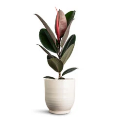 Ficus Elastica Abidjan - Burgundy Rubber Plant -Hortology Plants Shop Ficus elastica Abidjan 17x50cm Sofia Pot Vanilla 19x19cm
