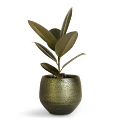 Noor Plant Pot - Velvet Green 37 Noor Plant Pot - Velvet Green -Hortology Plants Shop Ficus elastica Abidjan Burgundy Rubber Plant 14x35cm Noor Plant Pot Velvet Green 19x16cm
