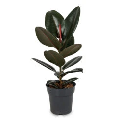 Ficus Elastica Abidjan - Burgundy Rubber Plant -Hortology Plants Shop Ficus elastica Abidjan Burgundy Rubber Plant 17x65cm 85918db8 ff67 4eba 8dc5 a644b8fe60a0