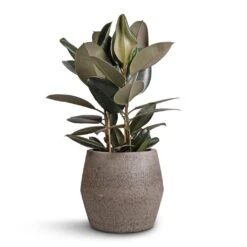 Ficus Elastica Abidjan - Burgundy Rubber Plant -Hortology Plants Shop Ficus elastica Abidjan Burgundy Rubber Plant 24x80cm Harley Cement Stone Plant Pot Granite Grey 37x34cm