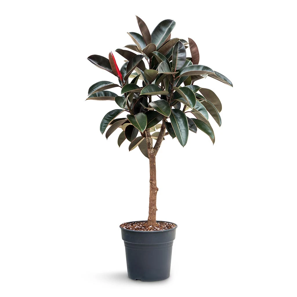 Ficus Elastica Abidjan - Burgundy Rubber Plant - Straight Stem 3 Ficus Elastica Abidjan - Burgundy Rubber Plant - Straight Stem