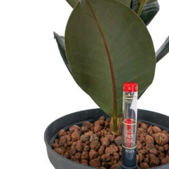Ficus Elastica Abidjan - HydroCare -Hortology Plants Shop Ficus elastica Abidjan HydroCare 18 19x55cm