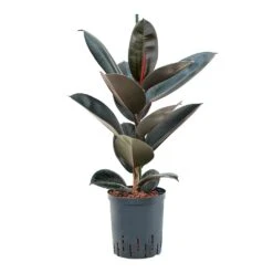 Ficus Elastica Abidjan - HydroCare -Hortology Plants Shop Ficus elastica Abidjan Hydroculture 18 19x95cm