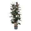 Ficus Elastica Abidjan - HydroCare -Hortology Plants Shop Ficus elastica Abidjan Hydroculture Indoor Plant