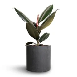 Puk Natural Planter - Matt Black -Hortology Plants Shop Ficus elastica Abidjan Rubber Plant 12x35cm Puk Natural Planter Matt Black 15x15cm