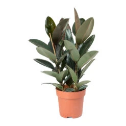Ficus Elastica Abidjan - Burgundy Rubber Plant -Hortology Plants Shop Ficus elastica Abidjan Rubber Plant