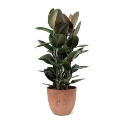 Ficus Elastica Abidjan - Burgundy Rubber Plant -Hortology Plants Shop Ficus elastica Abidjan Rubber Plant Bola Artstone Plant Pot Oak