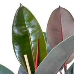Ficus Elastica Abidjan - HydroCare -Hortology Plants Shop Ficus elastica Abidjan Rubber Plant Leaves 0a9b4913 6ce8 4055 baa8 19c6181f930f