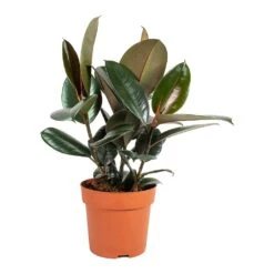 Ficus Elastica Abidjan - Burgundy Rubber Plant -Hortology Plants Shop Ficus elastica Abidjan Rubber Plant Medium