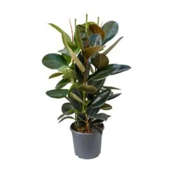 Ficus Elastica Abidjan - Burgundy Rubber Plant -Hortology Plants Shop Ficus elastica Abidjan Rubber Plant 89c4167c eb3c 496f 9722 2997d69419b1