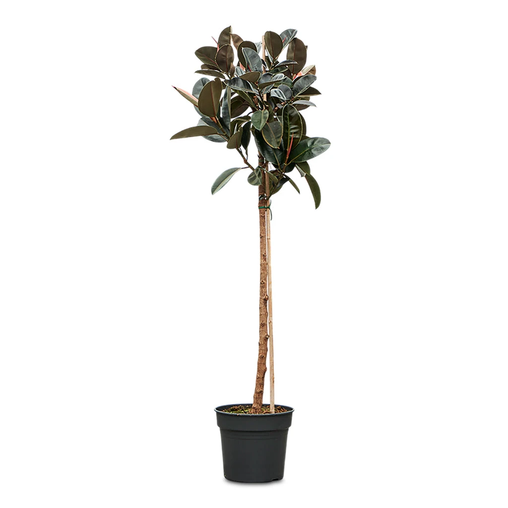 Ficus Elastica Abidjan - Burgundy Rubber Plant - Straight Stem 4 Ficus Elastica Abidjan - Burgundy Rubber Plant - Straight Stem - Image 2