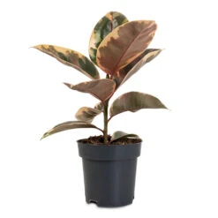 Ficus Elastica Belize - Pink Rubber Plant 24 Ficus Elastica Belize - Pink Rubber Plant -Hortology Plants Shop Ficus elastica Belize 14x45cm