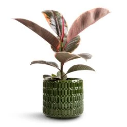 Ficus Elastica Belize - Pink Rubber Plant 22 Ficus Elastica Belize - Pink Rubber Plant -Hortology Plants Shop Ficus elastica Belize Pink Rubber Plant 12x40cm Flor Plant Pot Green 14x12cm