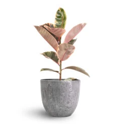 Ficus Elastica Belize - Pink Rubber Plant 26 Ficus Elastica Belize - Pink Rubber Plant -Hortology Plants Shop Ficus elastica Belize Pink Rubber Plant 17x60cm Bola Artstone Plant Pot Grey 23x20cm 23e85bd4 ab1c 40c0 a6c2 ba3f79e8e97e