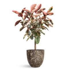 Ficus Elastica Belize - Pink Rubber Plant - Straight Stem 11 Ficus Elastica Belize - Pink Rubber Plant - Straight Stem -Hortology Plants Shop Ficus elastica Belize Pink Rubber Plant Straight Stem 30x140cm Lava Couple Relic Planter Black 45x42cm