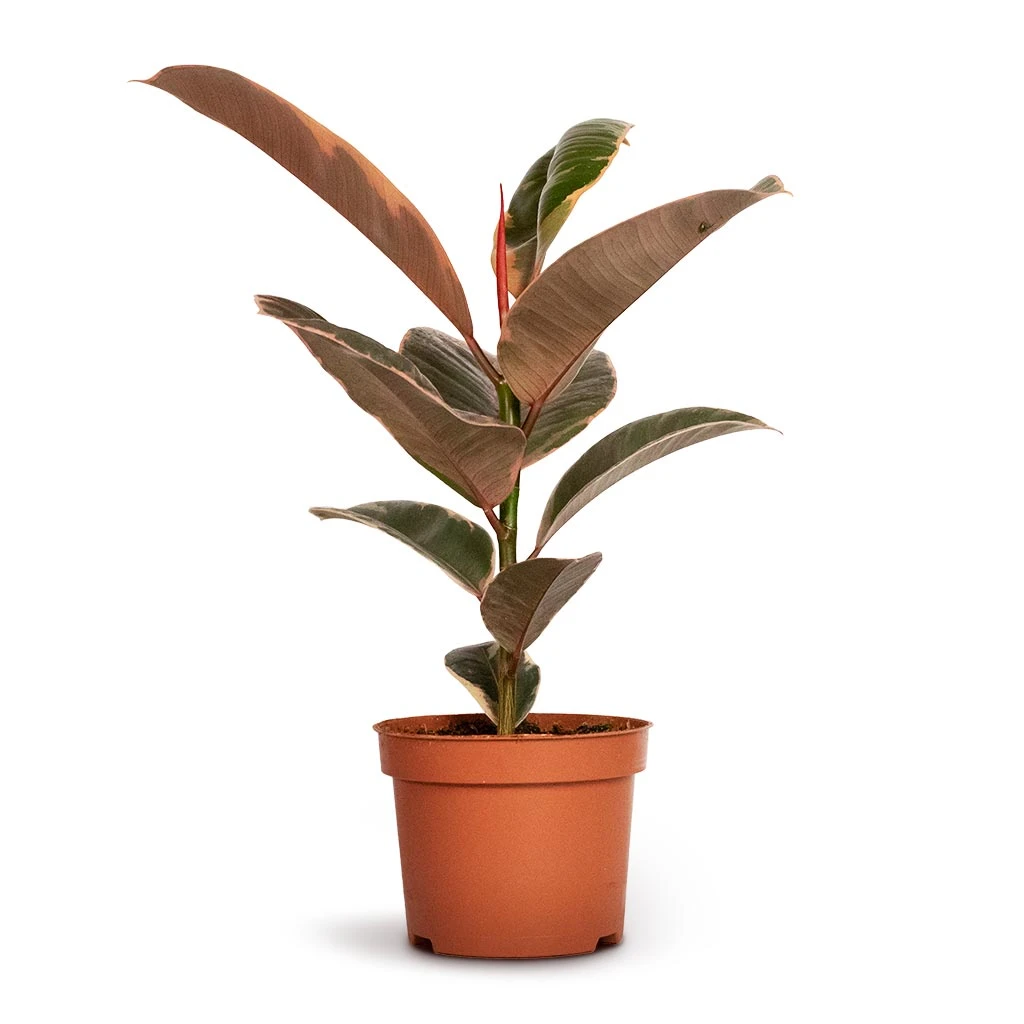 Ficus Elastica Belize - Pink Rubber Plant 5 Ficus Elastica Belize - Pink Rubber Plant - Image 3