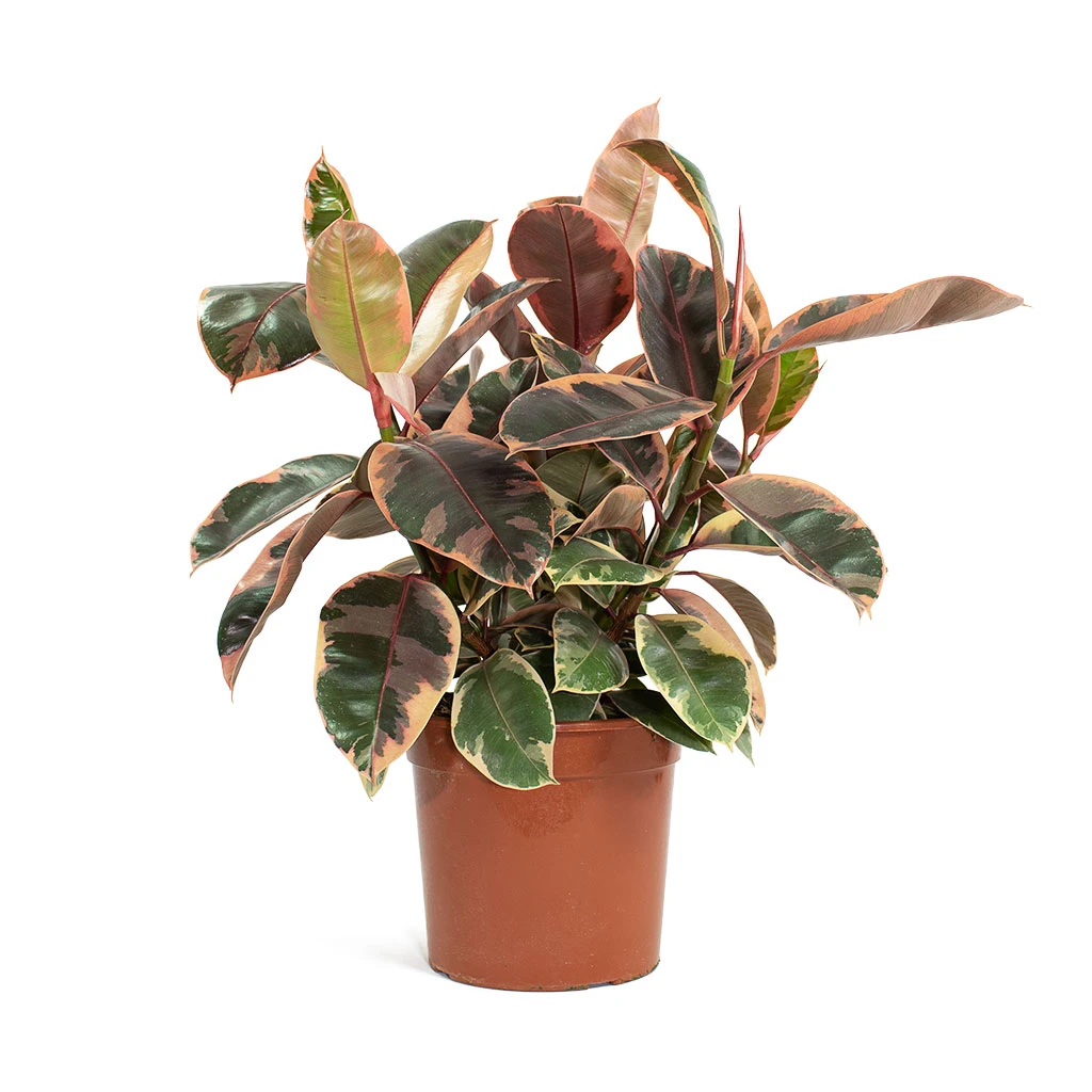 Ficus Elastica Belize - Pink Rubber Plant 13 Ficus Elastica Belize - Pink Rubber Plant - Image 11