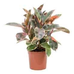 Ficus Elastica Belize - Pink Rubber Plant 31 Ficus Elastica Belize - Pink Rubber Plant -Hortology Plants Shop Ficus elastica Belize Rubber Plant