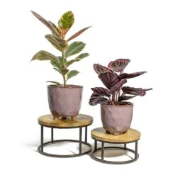 Ficus Elastica Belize - Pink Rubber Plant 34 Ficus Elastica Belize - Pink Rubber Plant -Hortology Plants Shop Ficus elastica Belize Rubber Plant Calathea roseopicta Dottie Rose Painted Calathea kaat pink plant pot lois stand 12cf23c6 d2a0 468c ae66 20789f045e73