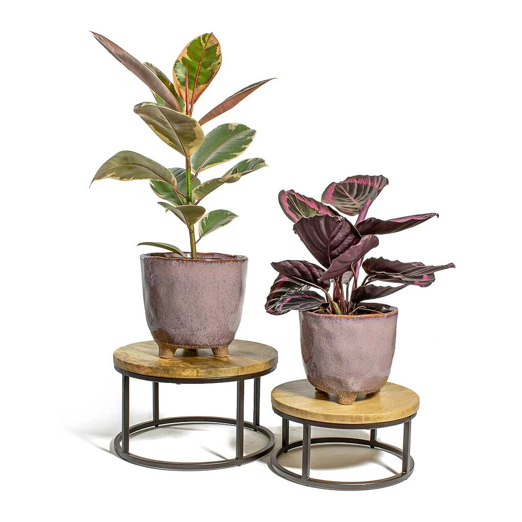 Ficus Elastica Belize - Pink Rubber Plant 18 Ficus Elastica Belize - Pink Rubber Plant - Image 16