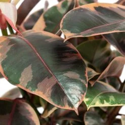 Ficus Elastica Belize - Pink Rubber Plant 28 Ficus Elastica Belize - Pink Rubber Plant -Hortology Plants Shop Ficus elastica Belize Rubber Plant Close Up