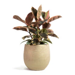 Ficus Elastica Belize - Pink Rubber Plant 30 Ficus Elastica Belize - Pink Rubber Plant -Hortology Plants Shop Ficus elastica Belize Rubber Plant Ryan Plant Pot Sand Gold