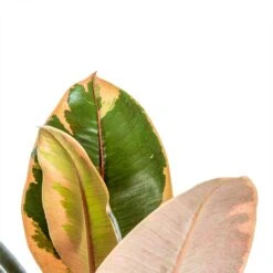 Ficus Elastica Belize - Pink Rubber Plant 23 Ficus Elastica Belize - Pink Rubber Plant -Hortology Plants Shop Ficus elastica Belize Rubber Plant close up 0035ad7c 3f8e 49af a7d0 e29fc0cbea5d