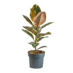 Ficus Elastica Belize - Pink Rubber Plant 25 Ficus Elastica Belize - Pink Rubber Plant -Hortology Plants Shop Ficus elastica Belize Rubber Plant a5a37ed3 66d4 4d5e b4ba 03562ce5e9b7